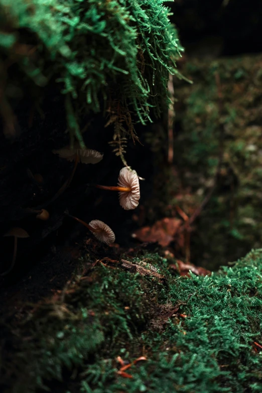 a mushroom is on the mossy surface of a forest