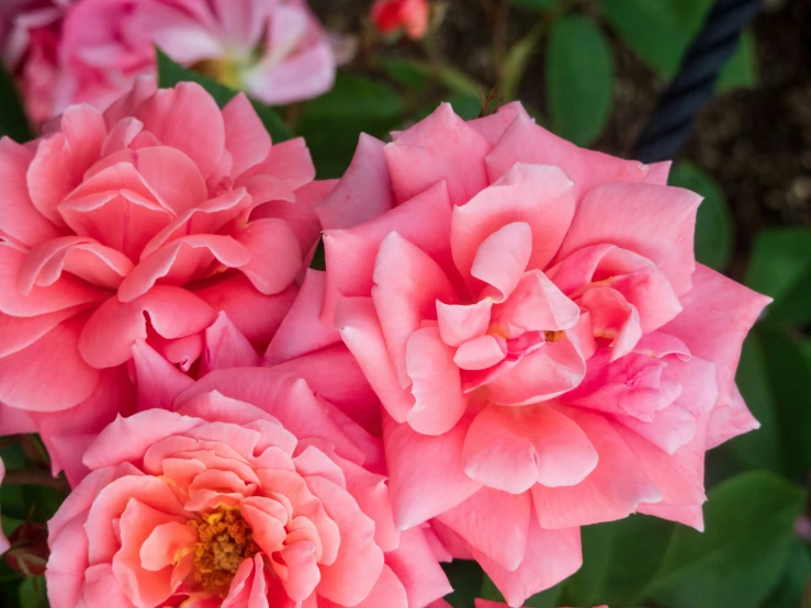 pink flowers blooming in a garden with many leaves