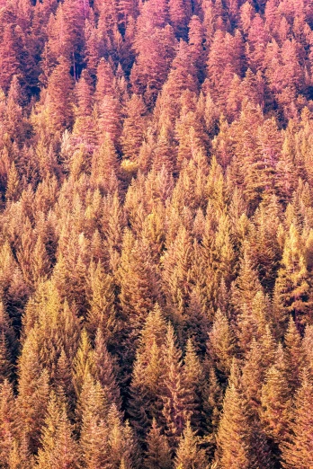 trees that have been burnt orange in the middle of autumn