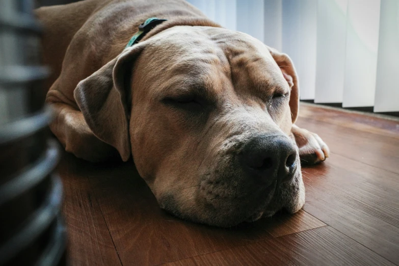 a dog resting on the floor with his eyes closed