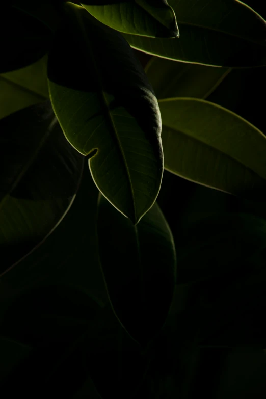 dark green leafy plant with the top partially obscured