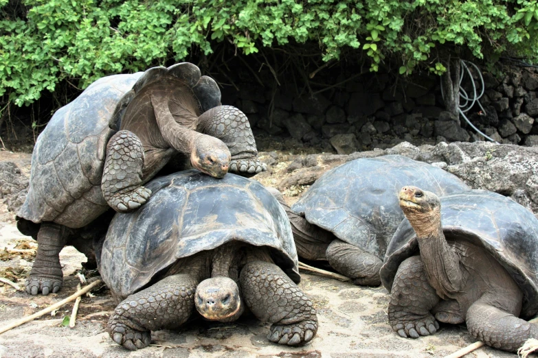 a couple of giant turtle statue sitting in the dirt