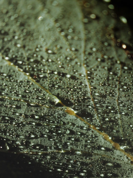 dew drops on the underside of a leaf