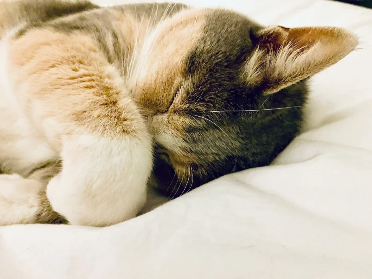 cat laying on white blanket on top of the bed