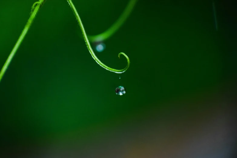 a drop of water is hanging from a green plant