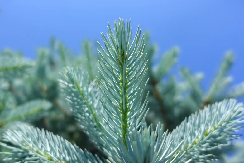 a pine nch looking up to the blue sky