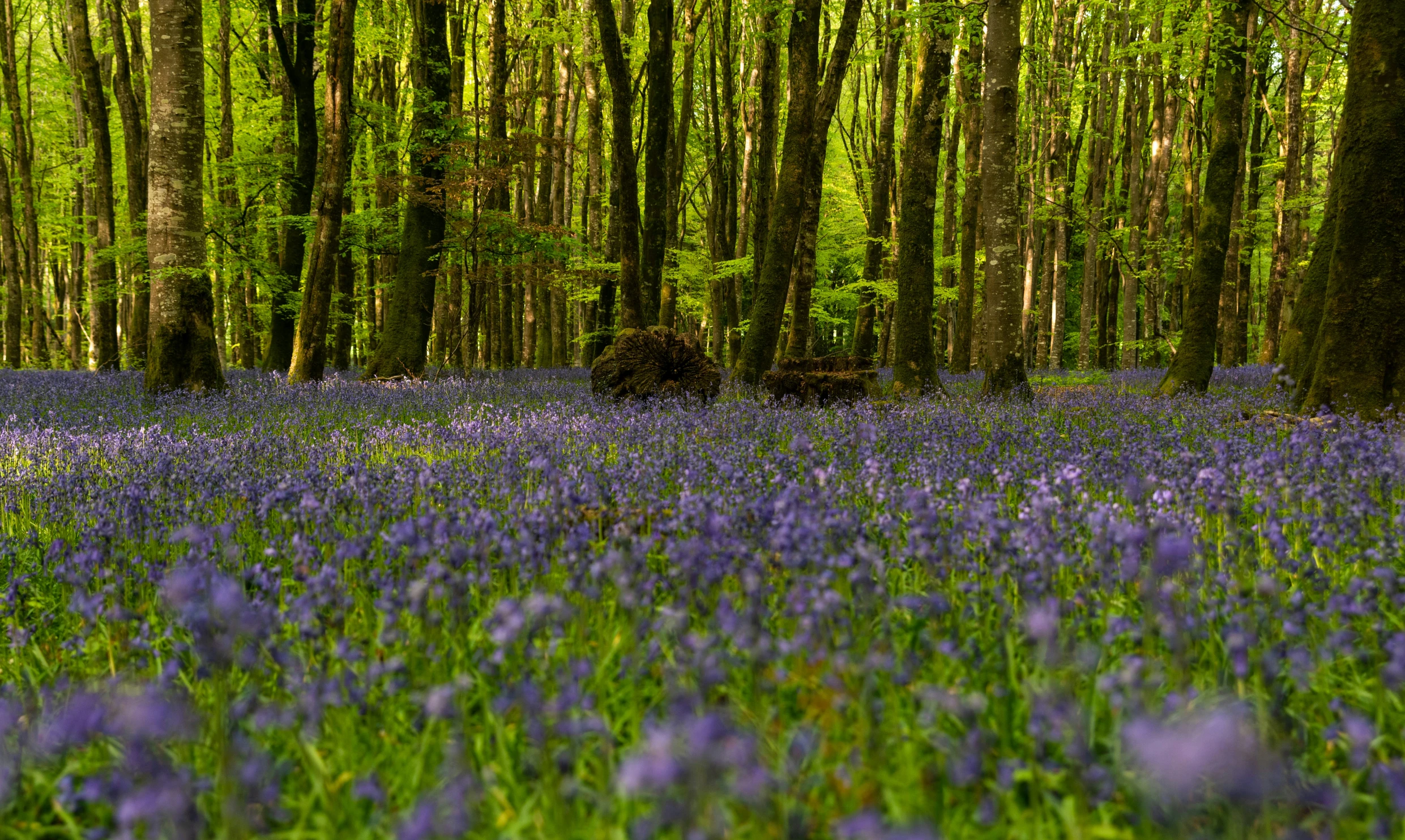 trees and blue flowers in the middle of an open forest