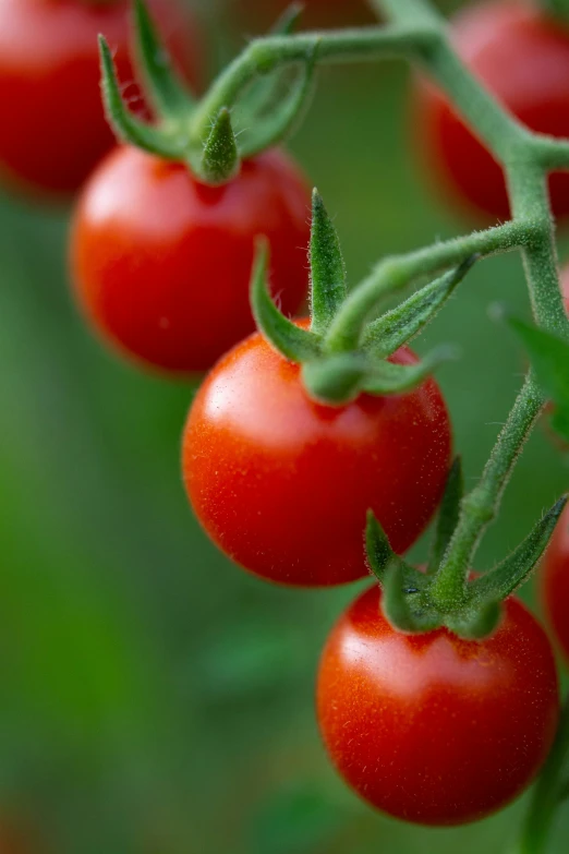 close up of a group of tomatoes hanging on the stems