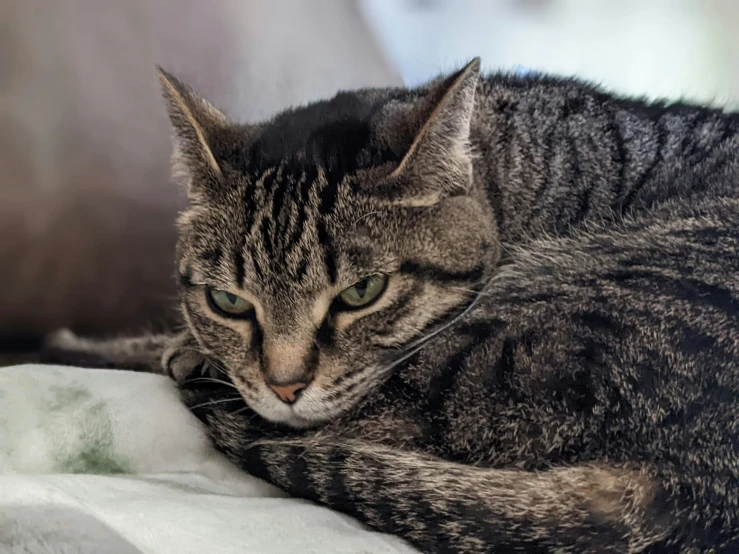 the cat is resting on the couch with a sad look on it's face