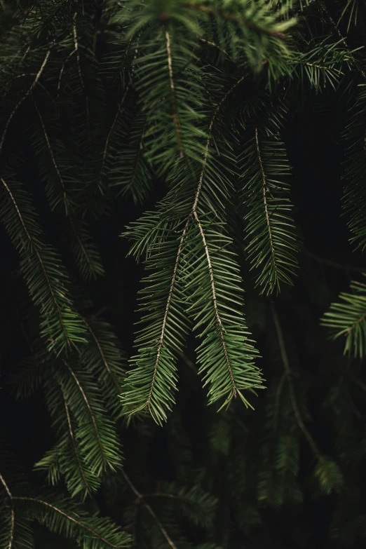 leaves on a tree in the woods with a dark background