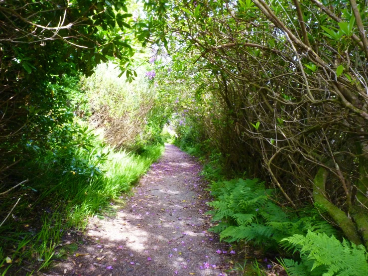 this is a view down the trail to a path through a bush