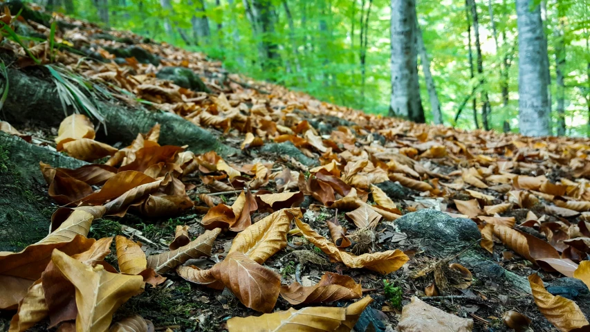 a rocky and grassy hill has brown leaves strewn all over