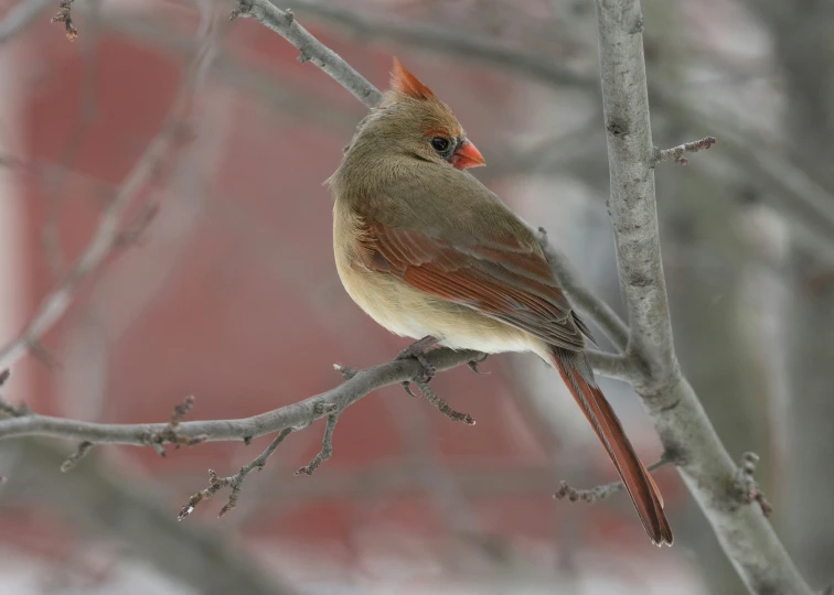 a small bird perched on a nch in the snow