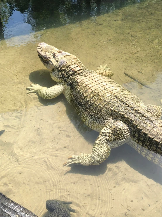 a large alligator laying in a pond