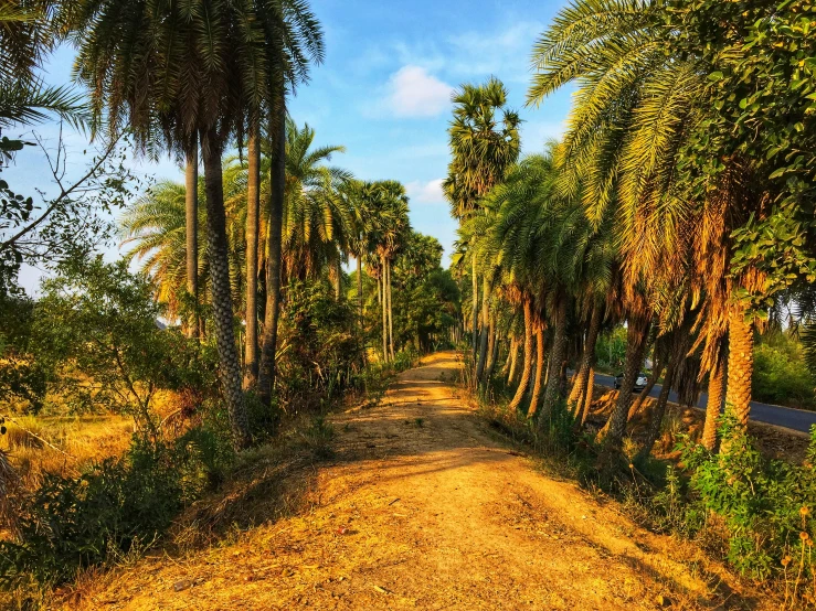 there is a dirt path with trees along the side