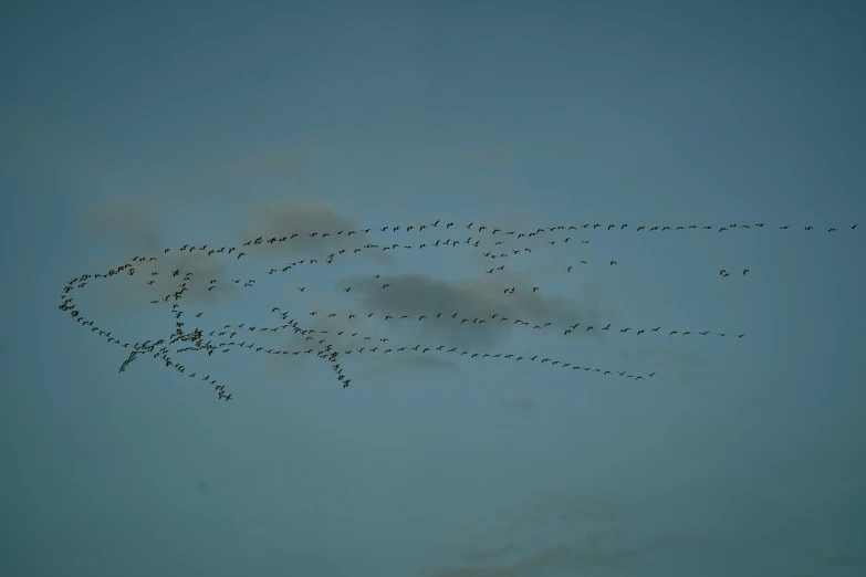 several birds flying in formation with each other