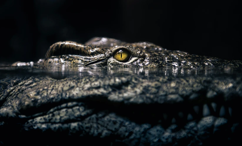 an alligator with his eye partially hidden by water