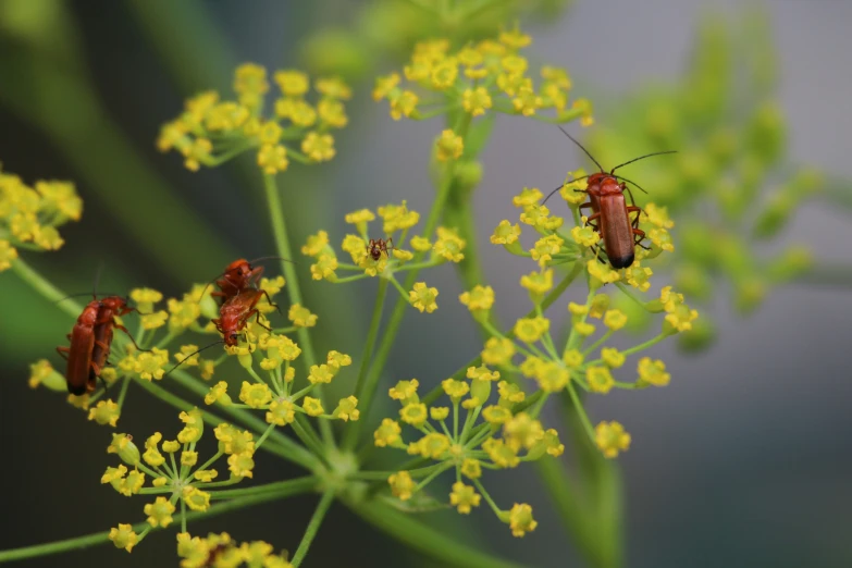 two large bugs sitting on top of a flower