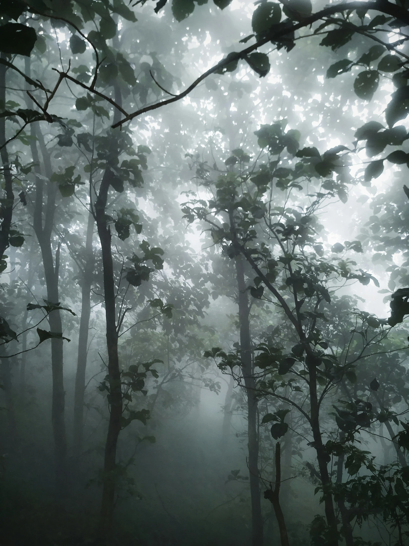 the fog is covering the trees in the woods