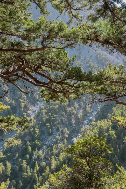 a forest covered in lots of green trees