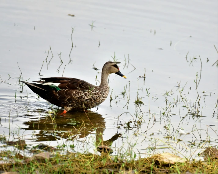 a duck standing in the water while looking for food