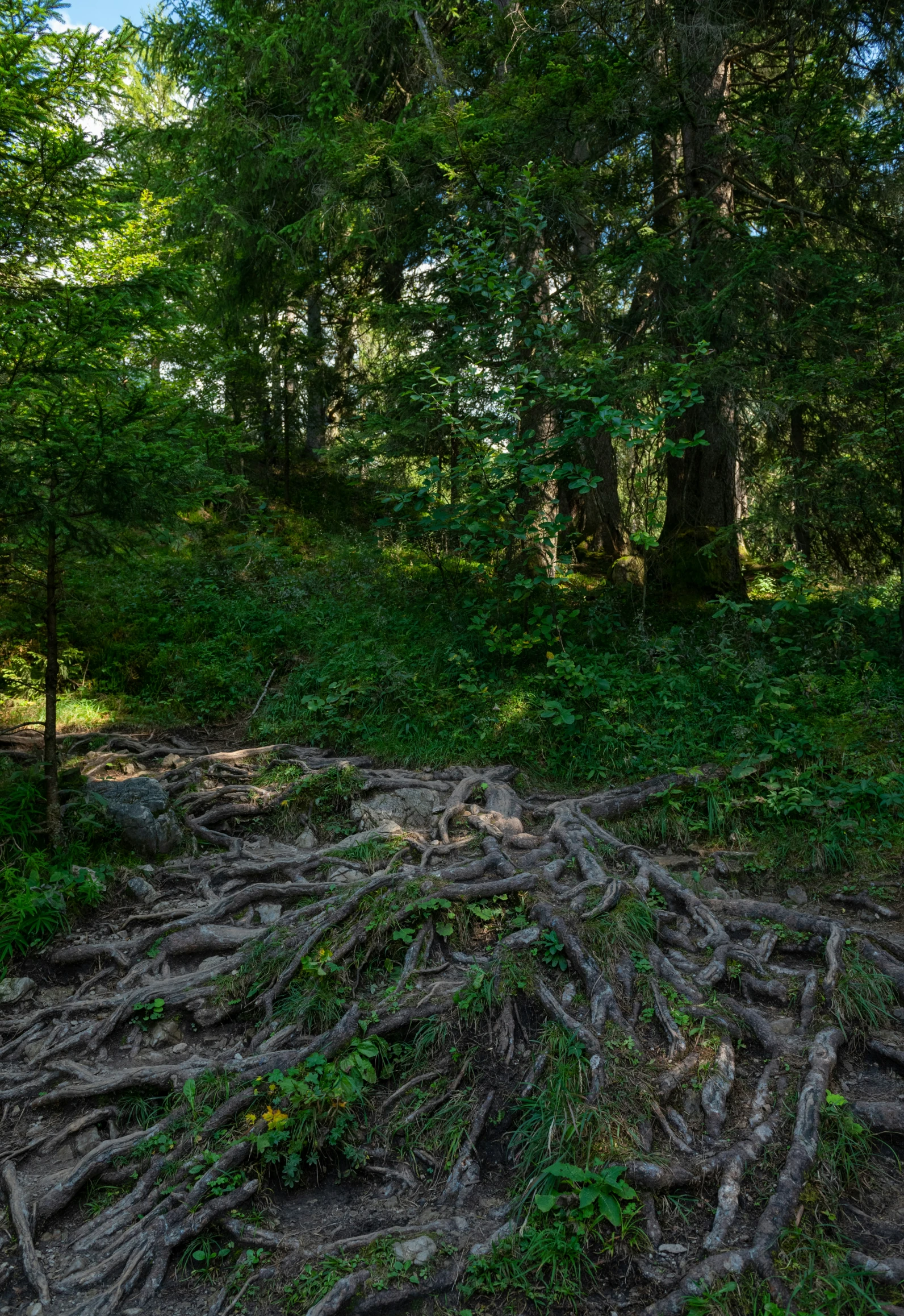 a picture of some tree roots and rocks