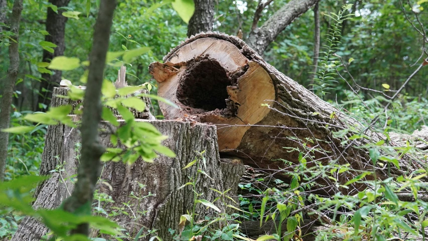 a stump in a clearing with green plants and trees