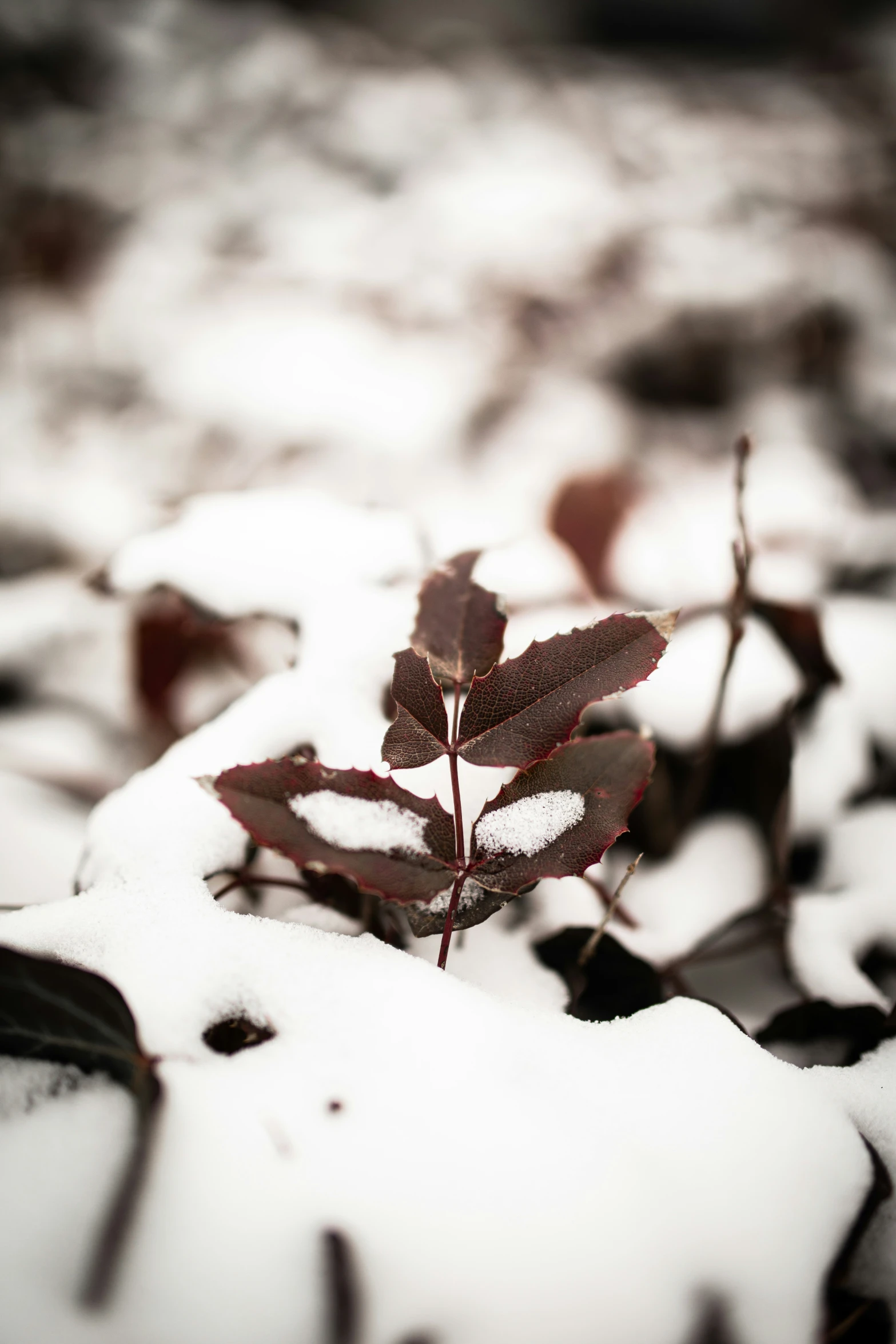 snow has fallen on some plants in the yard