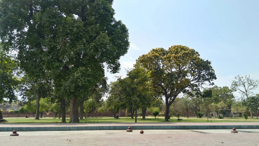 trees in an open area with concrete squares on the ground