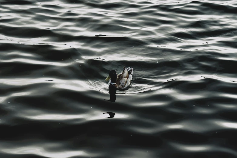 a duck swimming alone in the middle of a lake