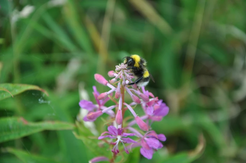 a bee sitting on some pink and white flowers