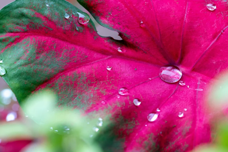 red leaves and water droplets are visible on a petuni