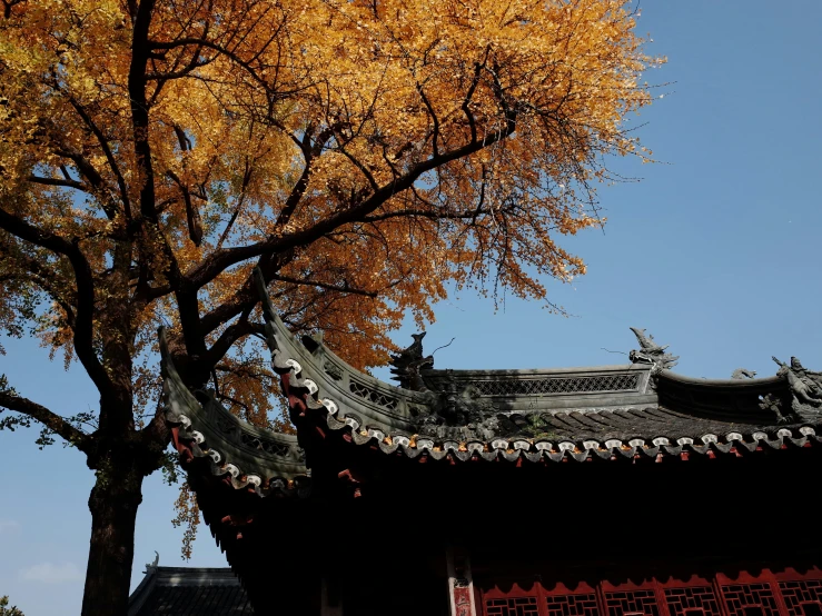 a building and tree in a japanese garden