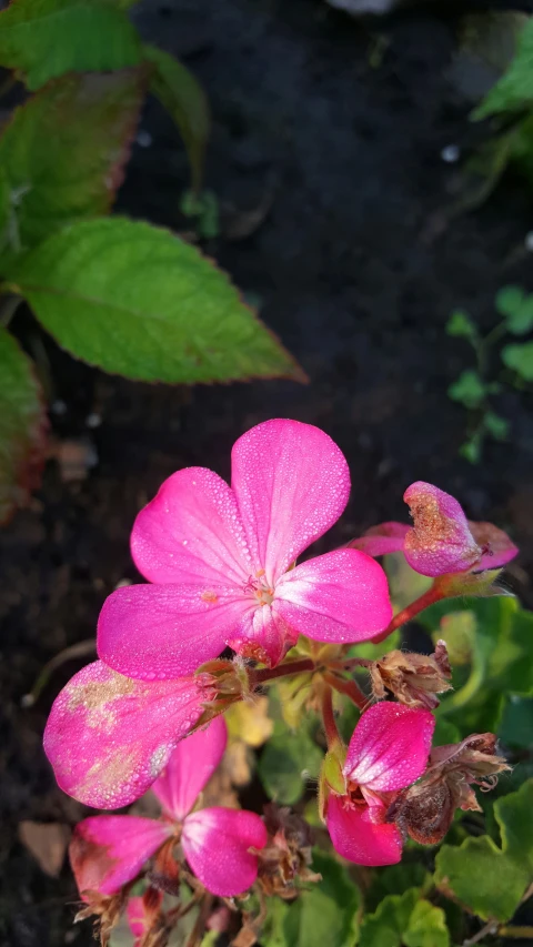 a pink flower with rain droplets on it