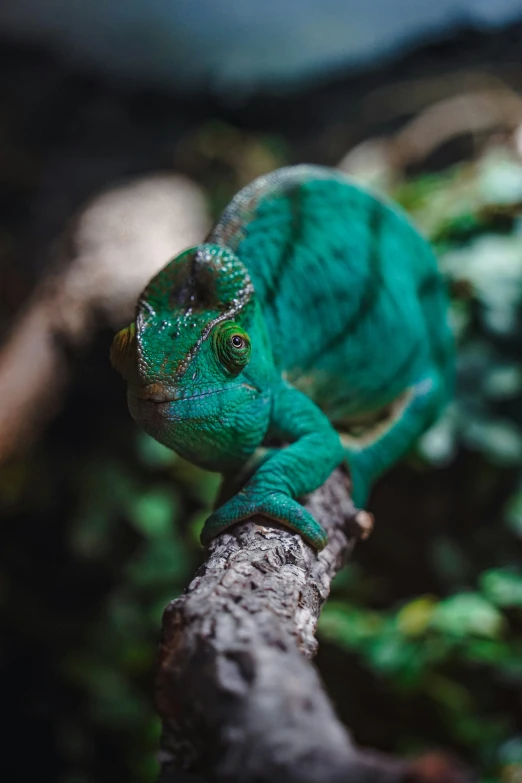 a chamelon sits on the nch of a tree