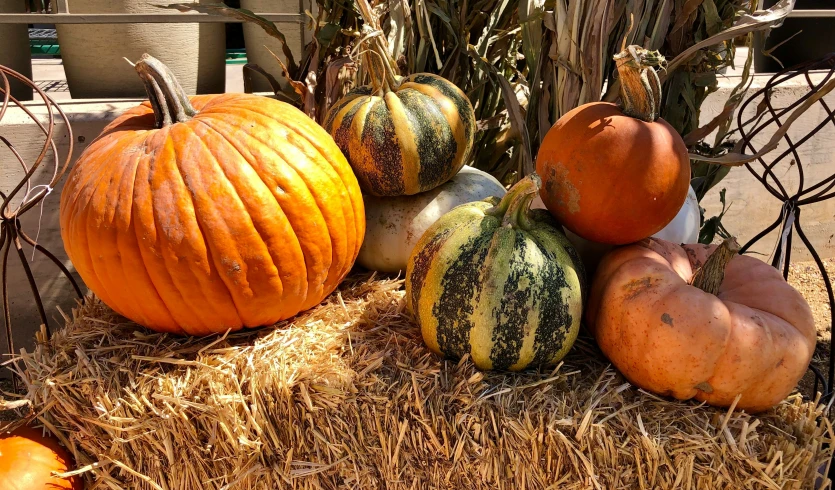 several pumpkins arranged next to each other on straw