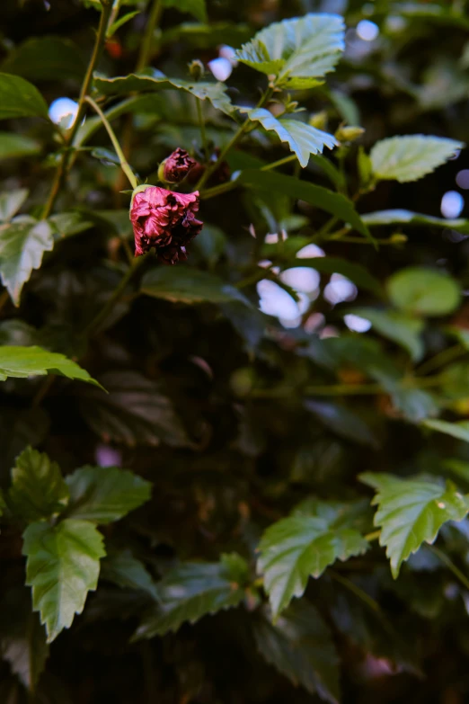 a small red flower on the back side of some green leaves