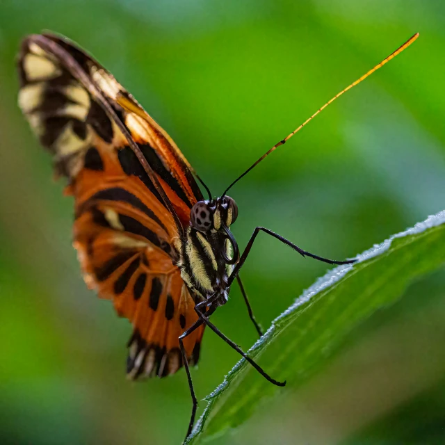 a erfly sitting on a green leaf