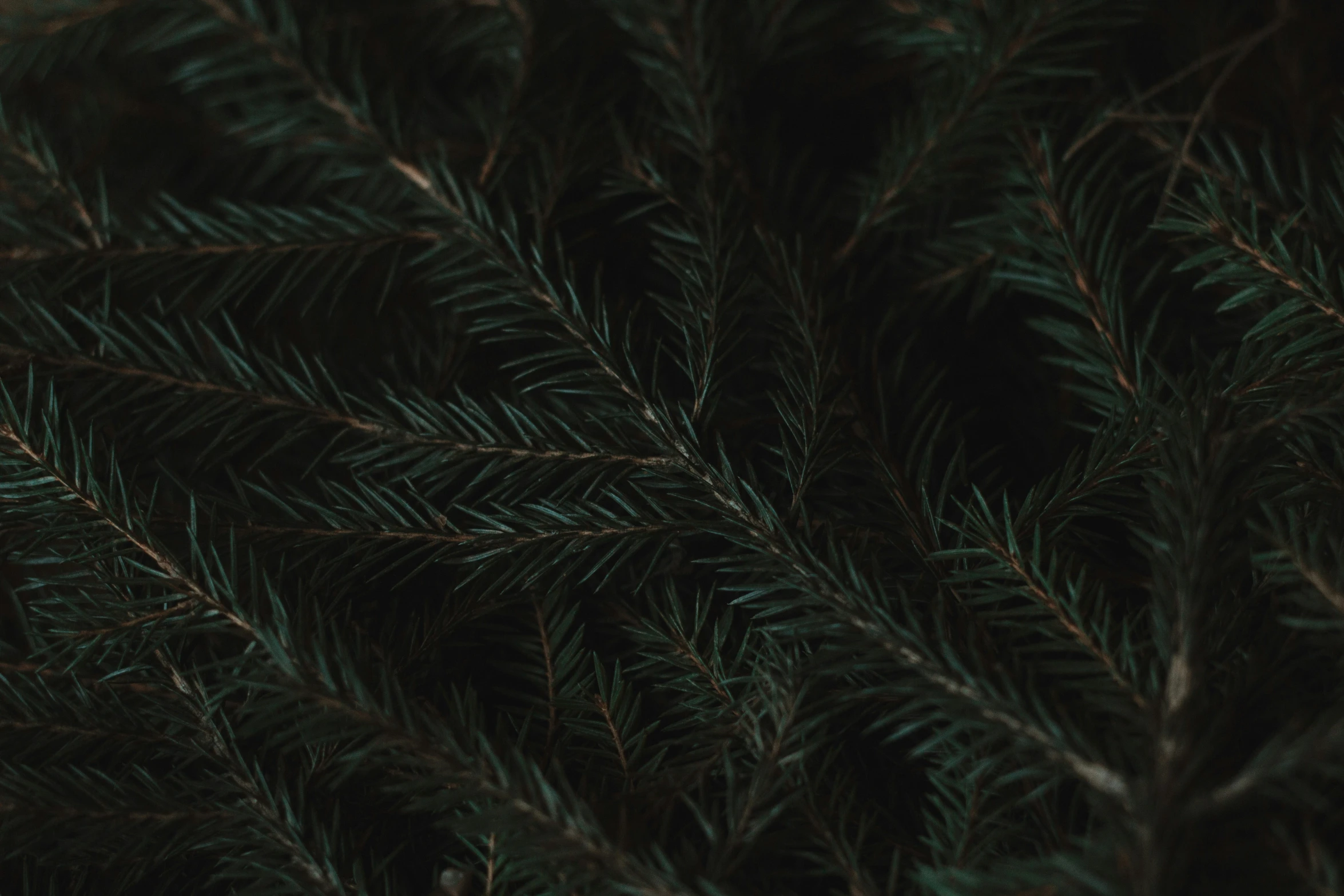 the green leaves of a pine tree are slightly blurred