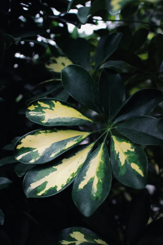 some green and white leaves and leaves on it