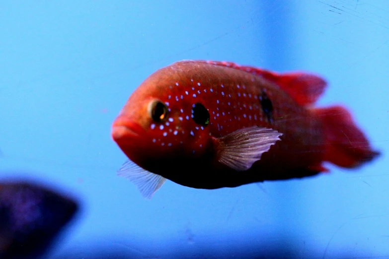 an orange fish sitting in a small tank