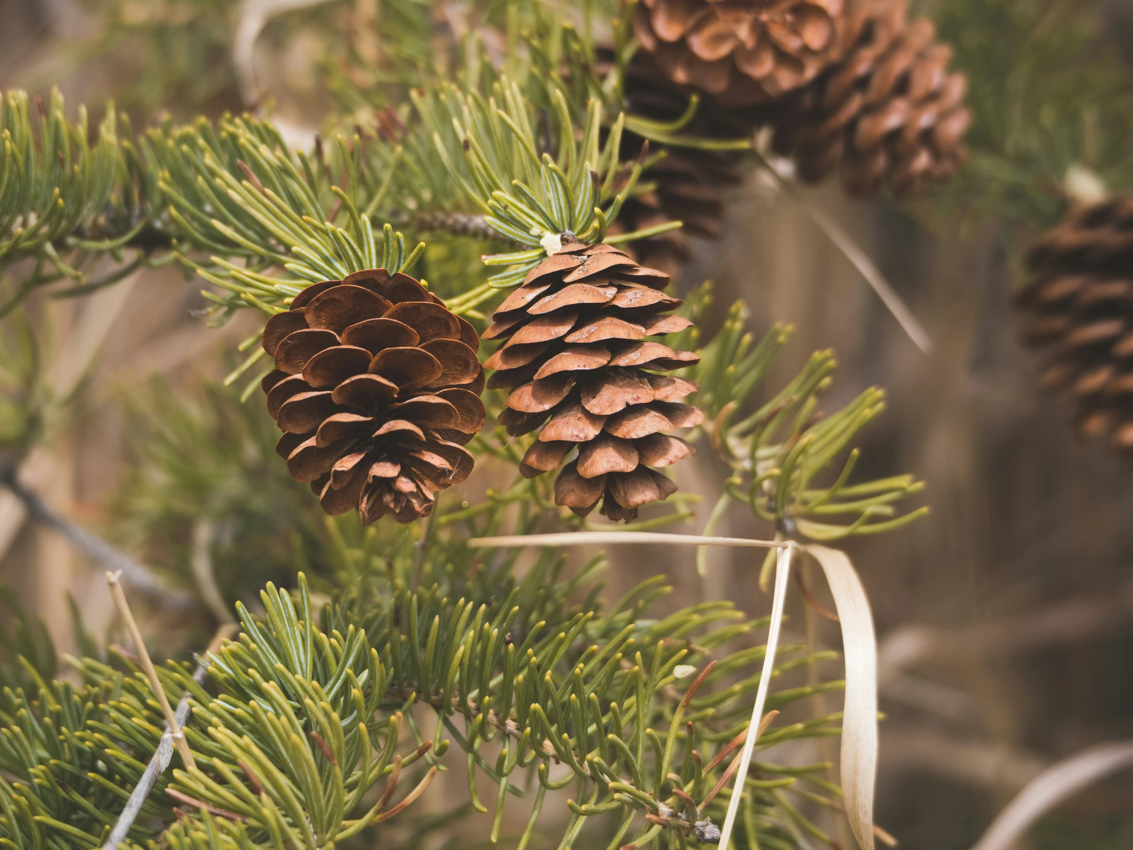 a pine tree with cones on it