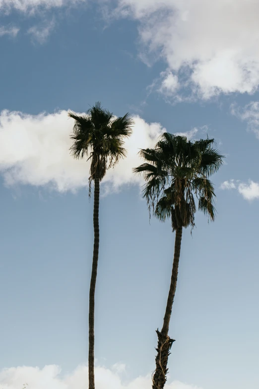 two palm trees against a blue sky with clouds