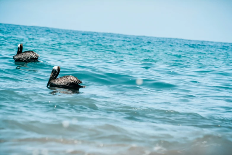 two birds swimming on the ocean together