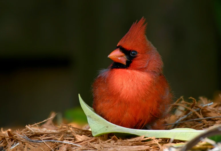 a red cardinal sits on a pile of straw