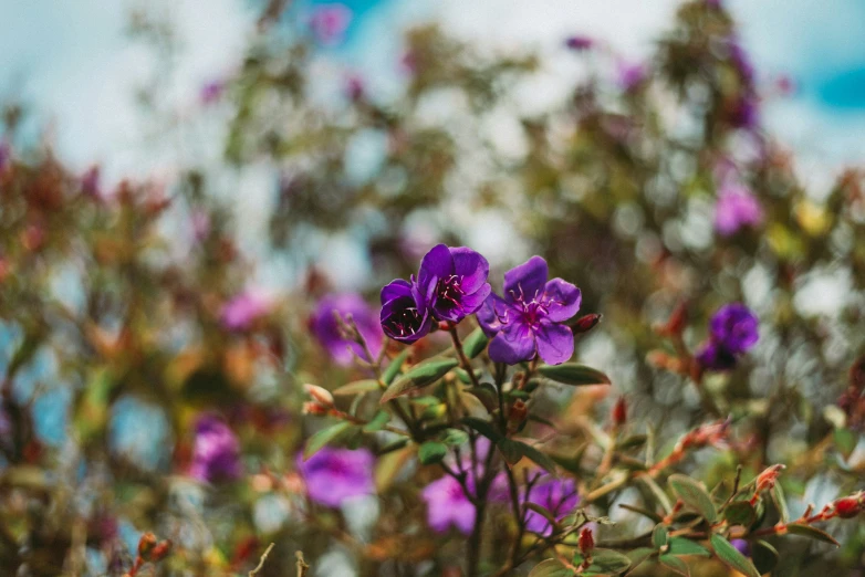 a very pretty purple flower in a nice flower garden