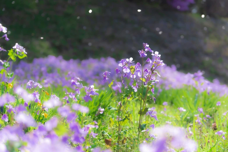 field full of flowers near a grassy hillside