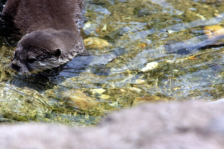 an otter is standing and swimming through some shallow water