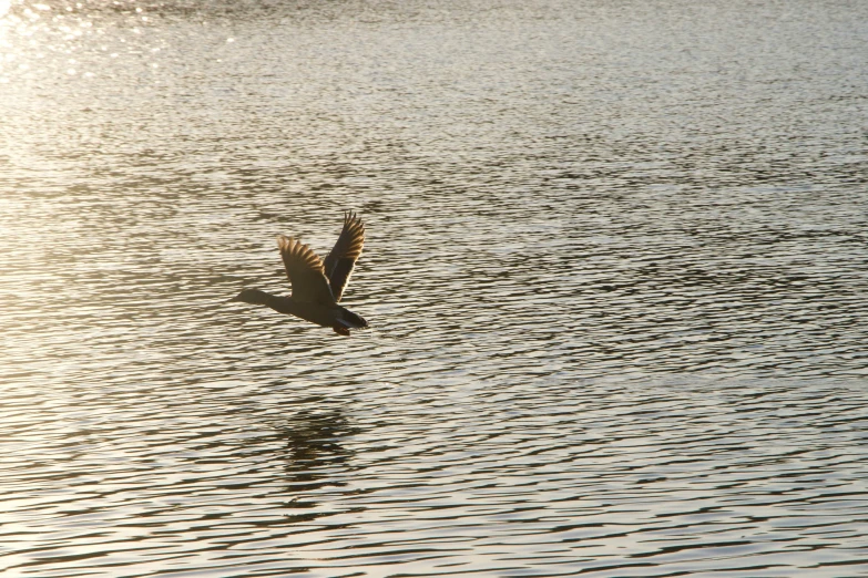 a bird flying over the water on a sunny day