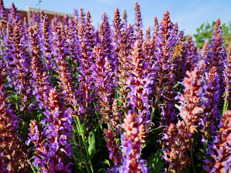 flowers in bloom in front of a building